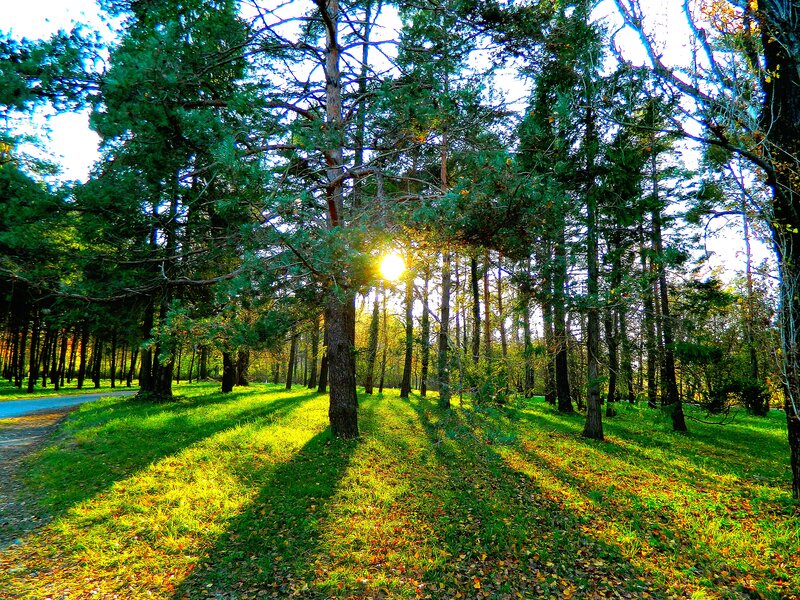 Sunlight Through Pine Trees — Green, Serene, Afternoon