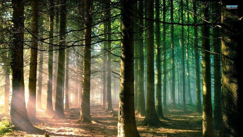 Sunlight Through Pine Trees — Green, Serene, Morning, Photograph, Fog, Brown, Yellow