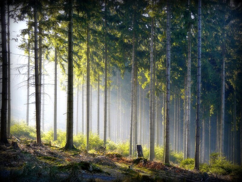 Sunlight Through Pine Trees — Green, Serene, Morning, Photograph, Fog, Forest Floor