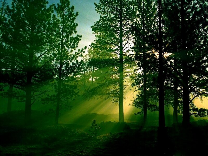 Sunlight Through Pine Trees — Green, Serene, Morning, Photograph, Fog, Yellow