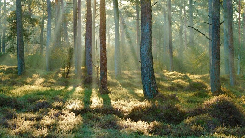 Sunlight Through Pine Trees — Green, Serene, Morning, Photograph, Forest Floor, Sunbeams