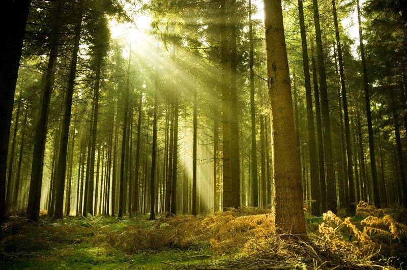 Sunlight Through Pine Trees — Green, Serene, Morning, Photograph, Forest Floor