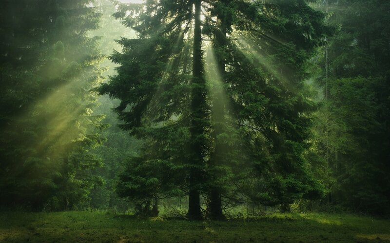 Sunlight Through Pine Trees — Green, Serene, Morning, Photograph, Forest, Grass