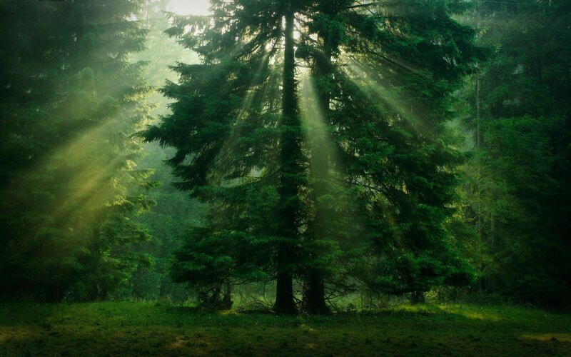 Sunlight Through Pine Trees — Green, Serene, Morning, Photograph, Forest, Sunbeams, Yellow