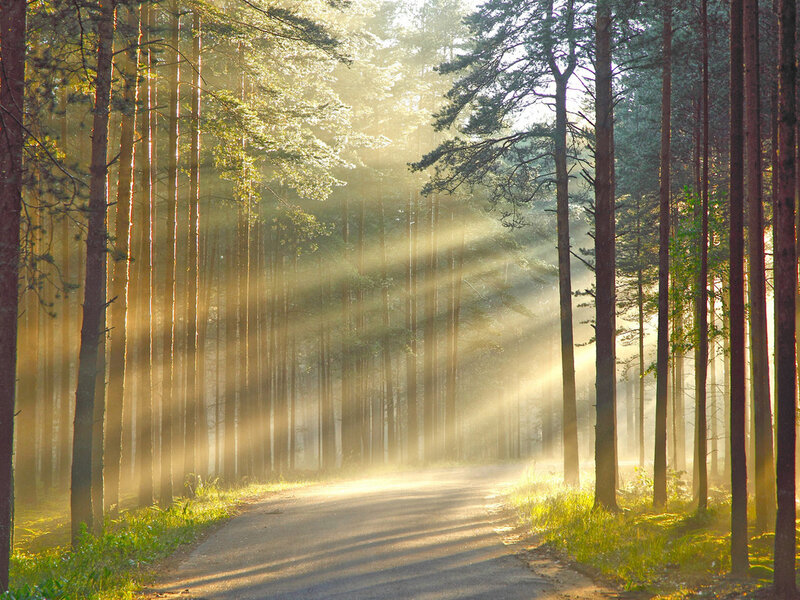 Sunlight Through Pine Trees — Green, Serene, Morning, Photograph, Forest