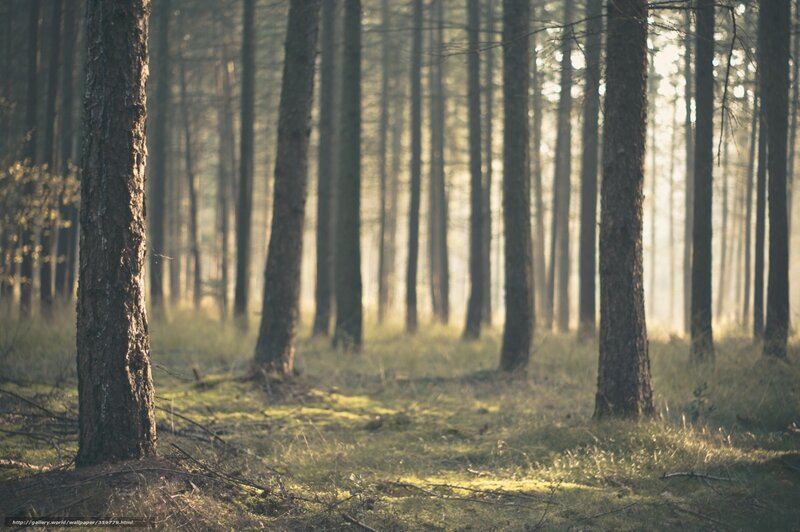 Sunlight Through Pine Trees — Green, Serene, Morning, Photograph, Grass, Moss