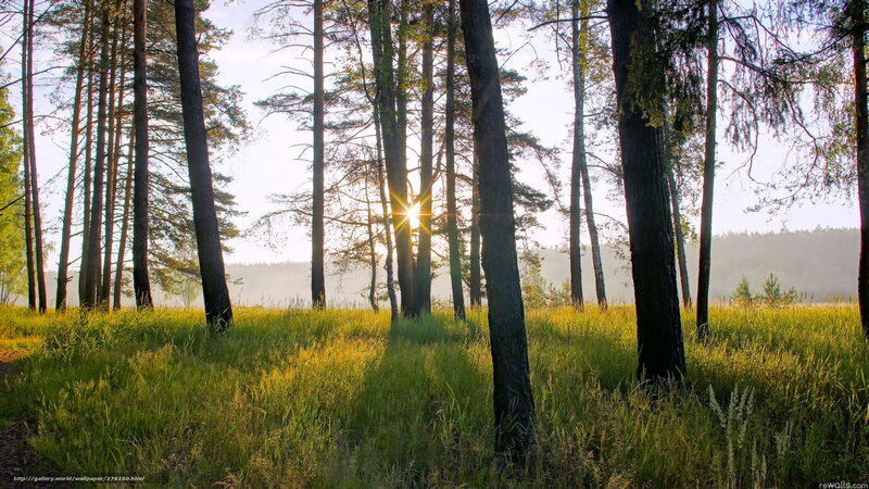 Sunlight Through Pine Trees — Green, Serene, Morning, Photograph, Grass, Sun