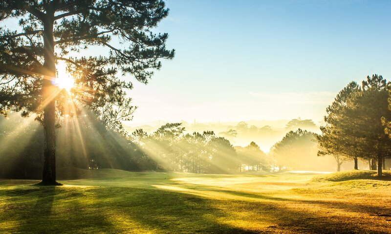 Sunlight Through Pine Trees — Green, Serene, Morning, Photograph, Grass