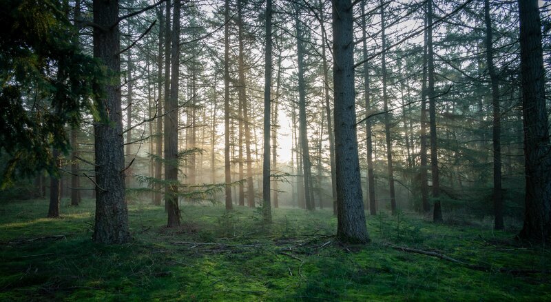 Sunlight Through Pine Trees — Green, Serene, Morning, Photograph, Moss, Fog