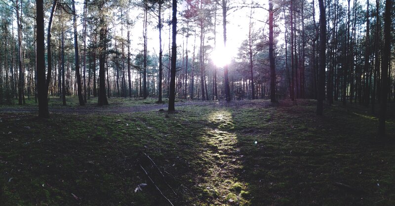 Sunlight Through Pine Trees — Green, Serene, Morning, Photograph, Moss, Sun