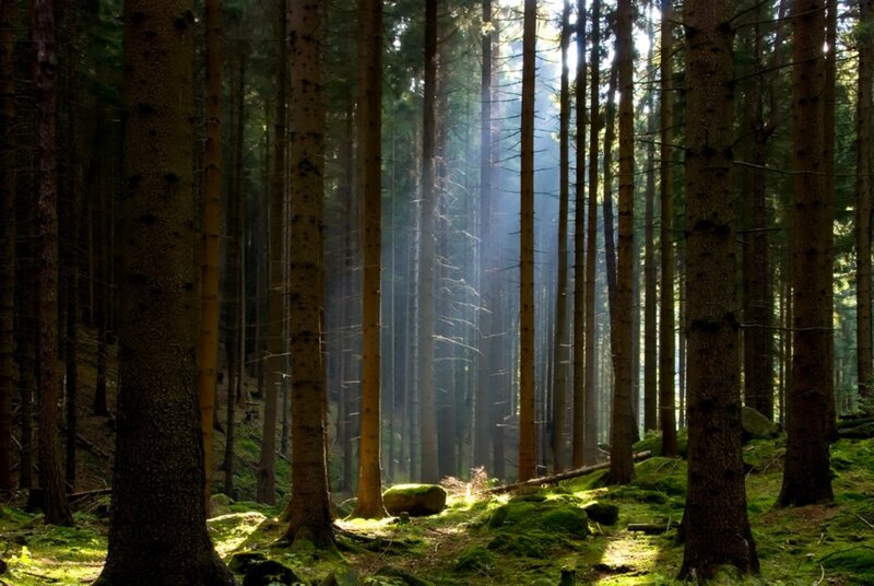 Sunlight Through Pine Trees — Green, Serene, Morning, Photograph, Moss