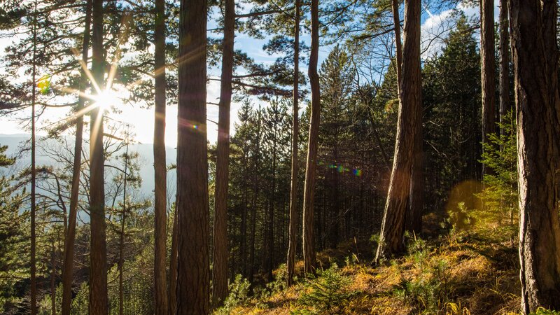 Sunlight Through Pine Trees — Green, Serene, Morning, Photograph, Mountains