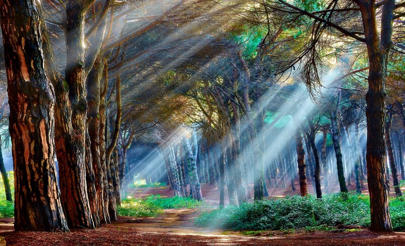 Sunlight Through Pine Trees — Green, Serene, Morning, Photograph, Path