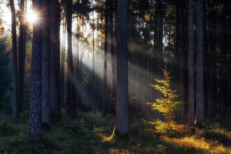 Sunlight Through Pine Trees — Green, Serene, Morning, Photograph, Sunbeams, Forest Floor