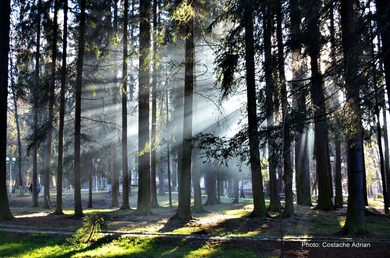 Sunlight Through Pine Trees — Green, Serene, Morning, Photograph, Sunbeams