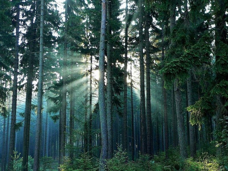 Sunlight Through Pine Trees — Green, Serene, Morning