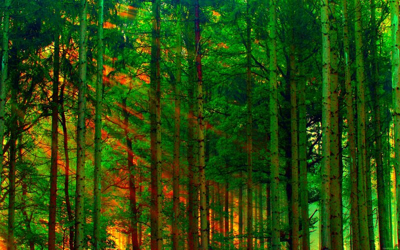 Sunlight Through Pine Trees — Green, Serene, Sunset, Photograph, Forest