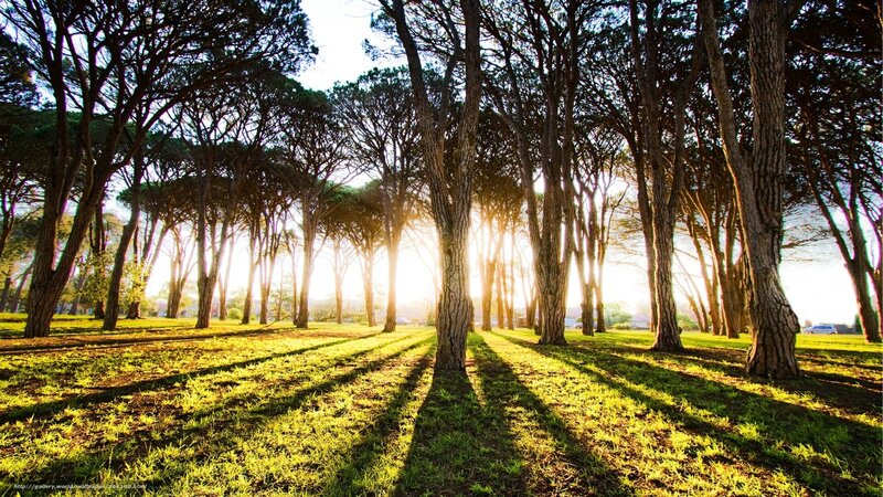 Sunlight Through Pine Trees — Green, Serene, Sunset, Photograph, Grass, Shadows
