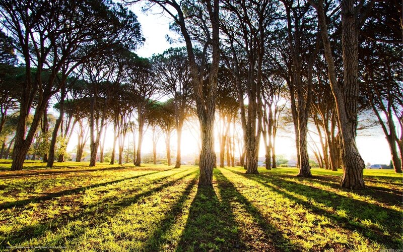 Sunlight Through Pine Trees — Green, Serene, Sunset, Photograph, Grass, Sun