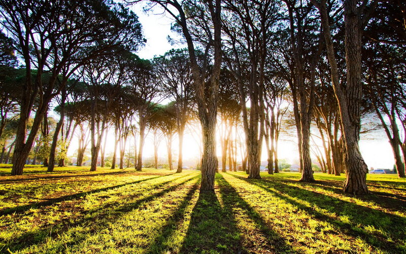 Sunlight Through Pine Trees — Green, Serene, Sunset, Photograph, Grass