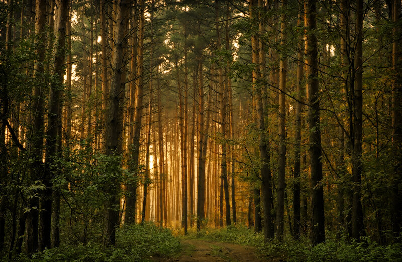 Sunlight Through Pine Trees — Green, Serene, Sunset, Photograph, Path, Forest, Brown