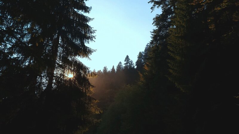 Sunlight Through Pine Trees — Green, Serene, Sunset, Photograph, Sky
