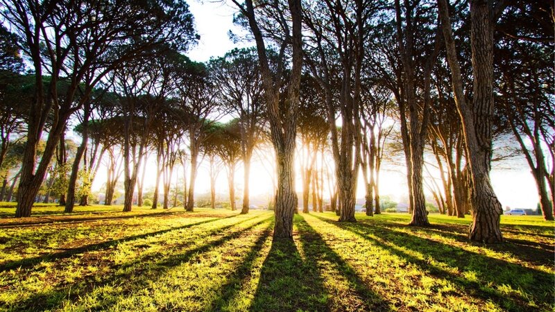 Sunlight Through Pine Trees — Green, Serene, Sunset, Photograph