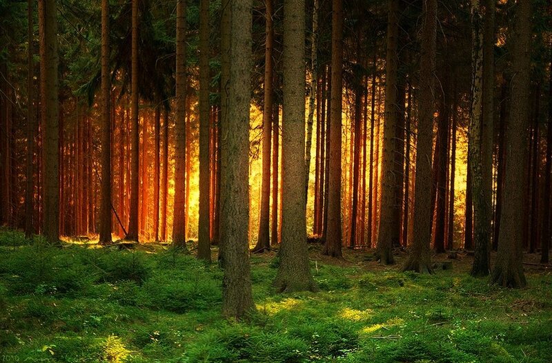 Sunlight Through Pine Trees — Green, Serene, Sunset