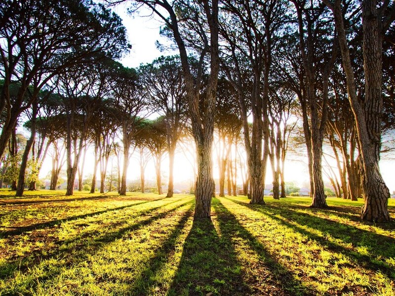 Sunlight Through Pine Trees — Green, Serene
