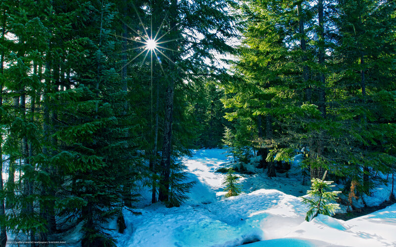 Sunlight Through Pine Trees — Green, Serene, Winter, Photograph, Snow, Forest, Sun