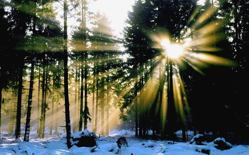 Sunlight Through Pine Trees — Green, Serene, Winter, Photograph, Snow, Forest