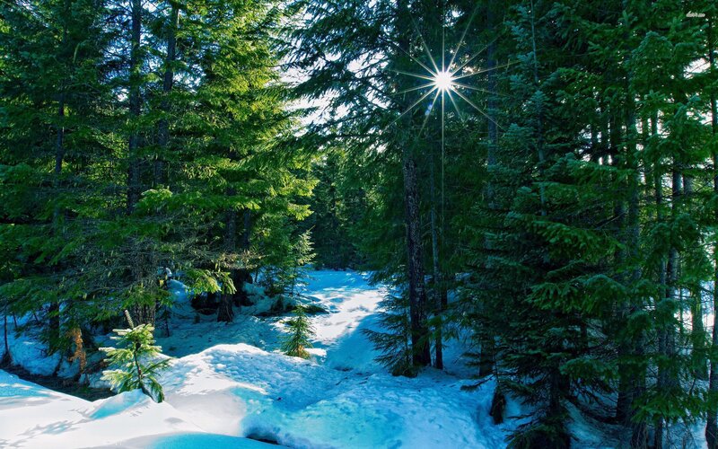 Sunlight Through Pine Trees — Green, Serene, Winter, Photograph, Snow, Sun