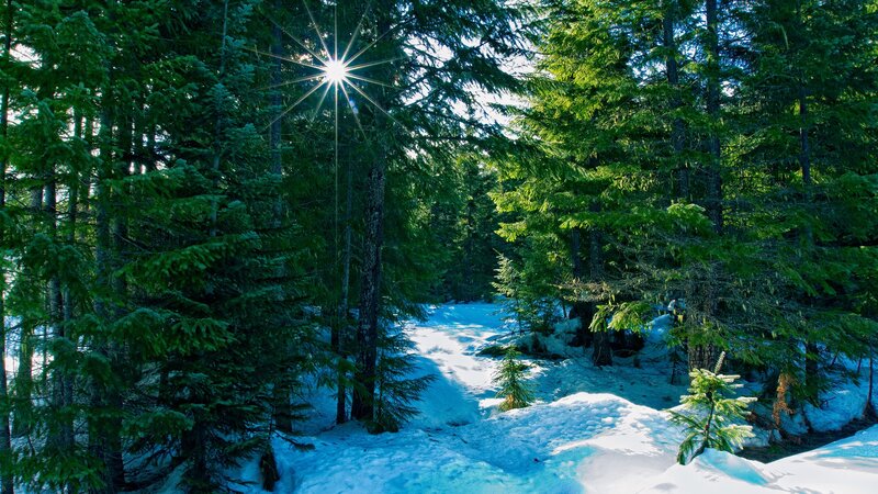 Sunlight Through Pine Trees — Green, Serene, Winter, Photograph, Snow, Sun, White