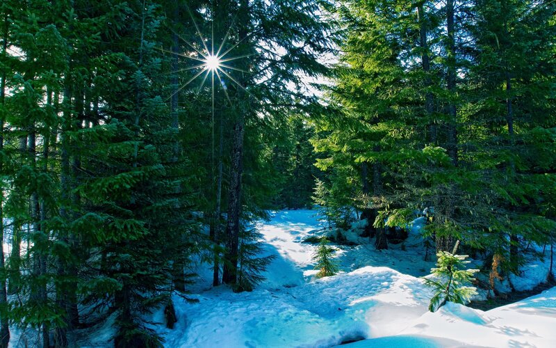 Sunlight Through Pine Trees — Green, Serene, Winter, Photograph, Snow