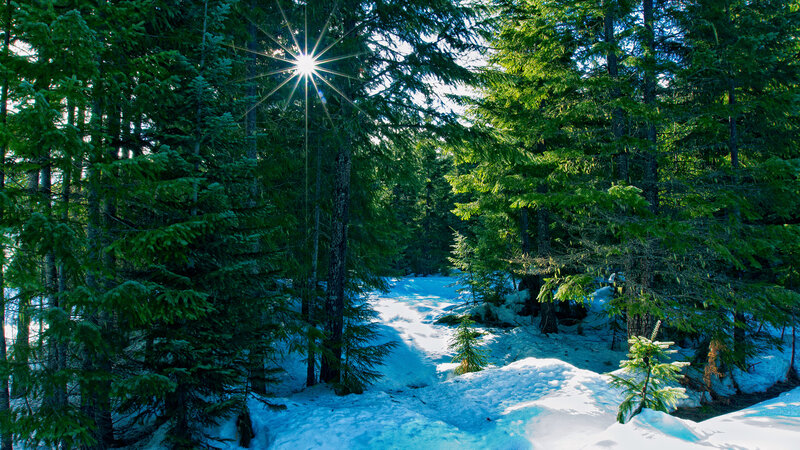 Sunlight Through Pine Trees — Green, Serene, Winter