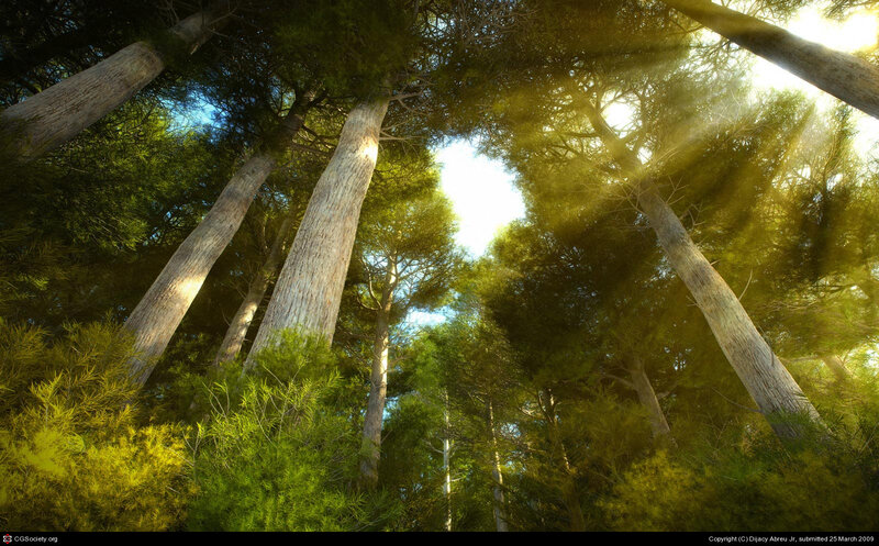 Sunlight Through Pine Trees — Green