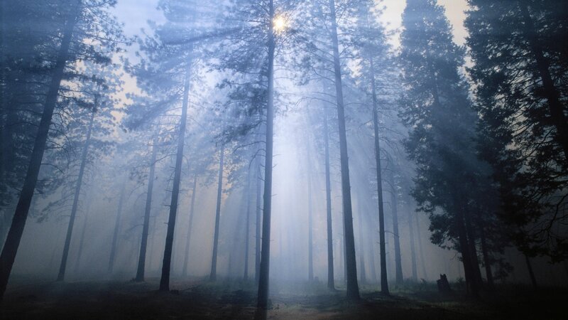 Sunlight Through Pine Trees — Morning