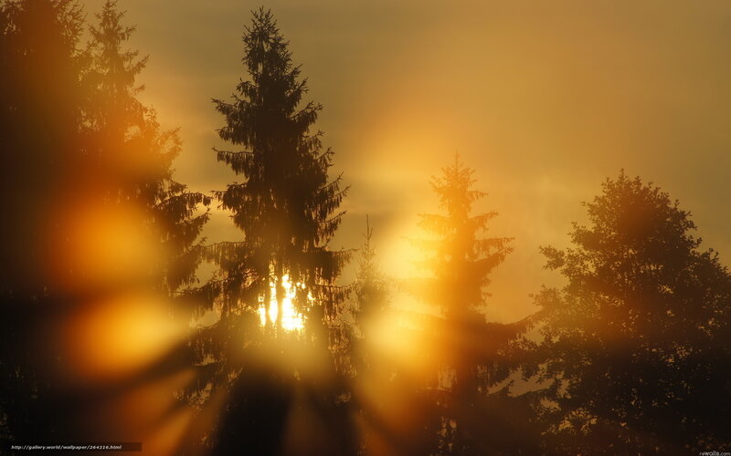 Sunlight Through Pine Trees — Orange, Dramatic, Sunset