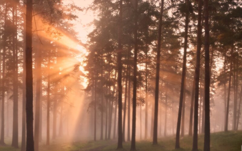 Sunlight Through Pine Trees — Orange, Serene, Morning