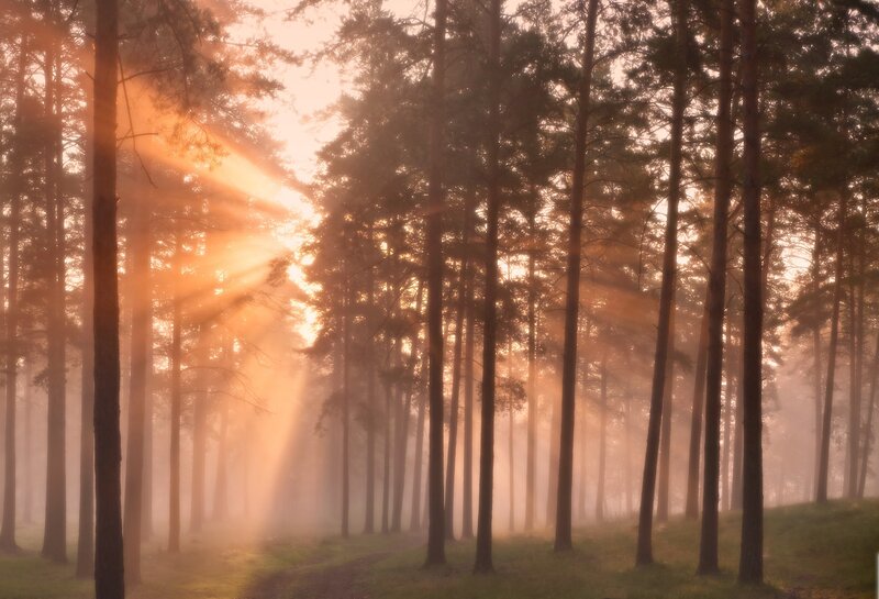 Sunlight Through Pine Trees — Orange, Serene, Sunrise