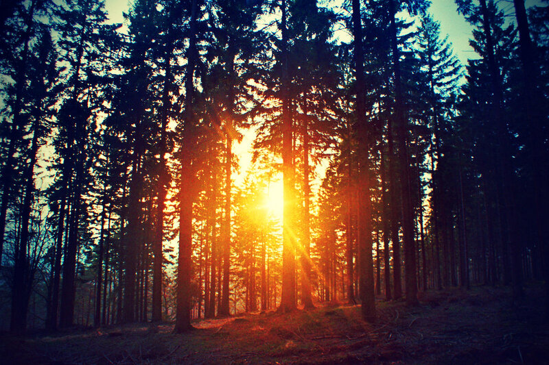 Sunlight Through Pine Trees — Orange, Serene