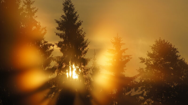 Sunlight Through Pine Trees — Orange