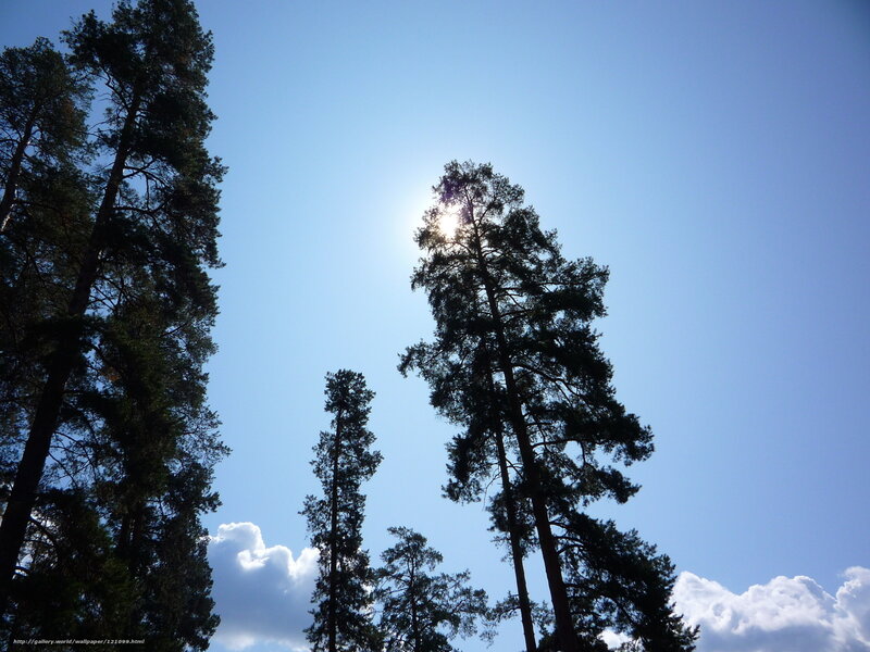 Sunlight through pine trees