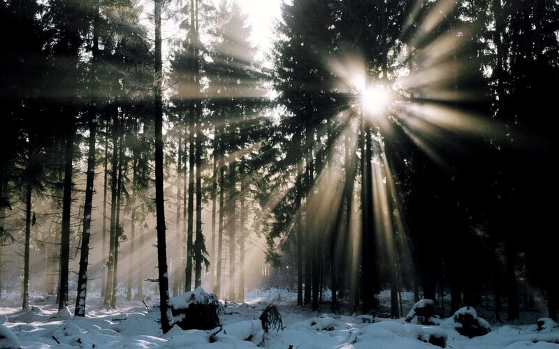 Sunlight Through Pine Trees — White, Serene