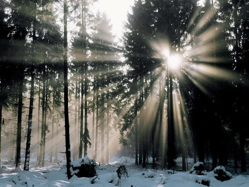 Sunlight Through Pine Trees — White, Serene, Winter, Photograph, Snow, Forest, Green, Brown