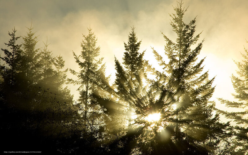 Sunlight Through Pine Trees — Yellow, Dramatic