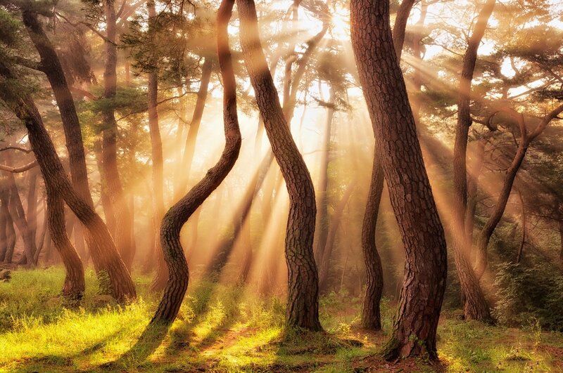 Sunlight Through Pine Trees — Yellow, Serene