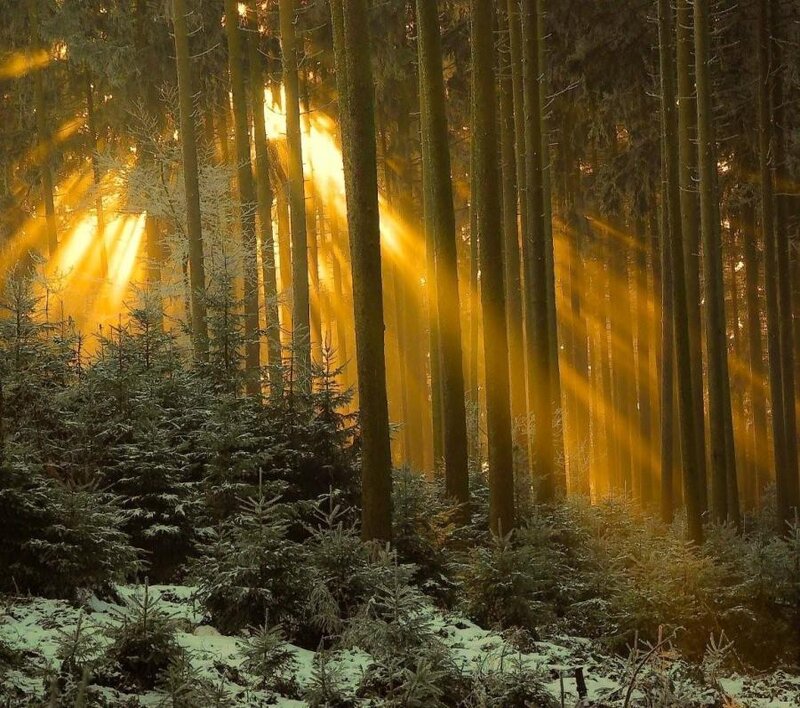 Sunlight Through Pine Trees — Yellow, Serene, Winter