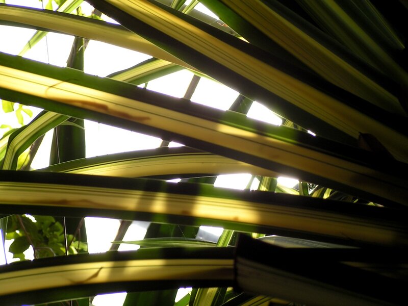 Sunlight through plant leaves