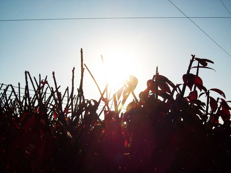 Sunlight through plant silhouettes